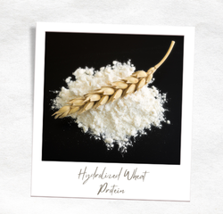 Ingredient Highlight: Hydrolyzed Wheat Protein